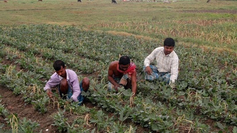 fertiliser, agriculture, farm, farming, crop, farmer, plant fertiliser, agriculture, farm, farming, crop, farmer, plant