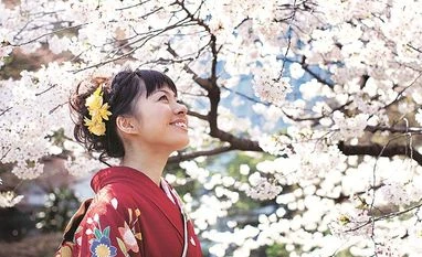 Sakura brightens streets and shops of Japan The blossoms last for only a few weeks but in that time household purchases of alcohol jump 10 per cent as blossom viewing parties get underway Photo: iSTOCK