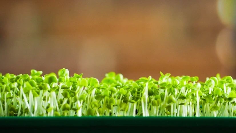 One of the world’s oldest science experiments comes up from the dirt Image via Shutterstock