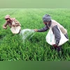 Govt to spend less on farmer fertiliser subsidy as world prices soften Fertilizers, Farmers