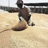 Prices of agricultural commodities nosedive on robust supply