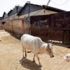 A cow walks past a closed slaughterhouse in Allahabad, India. Photo: Reuters