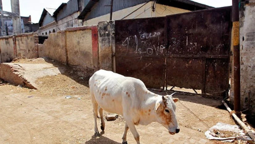 A cow walks past a closed slaughterhouse in Allahabad, India. Photo: Reuters A cow walks past a closed slaughterhouse in Allahabad, India. Photo: Reuters