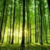forest, jungle, environment, trees
