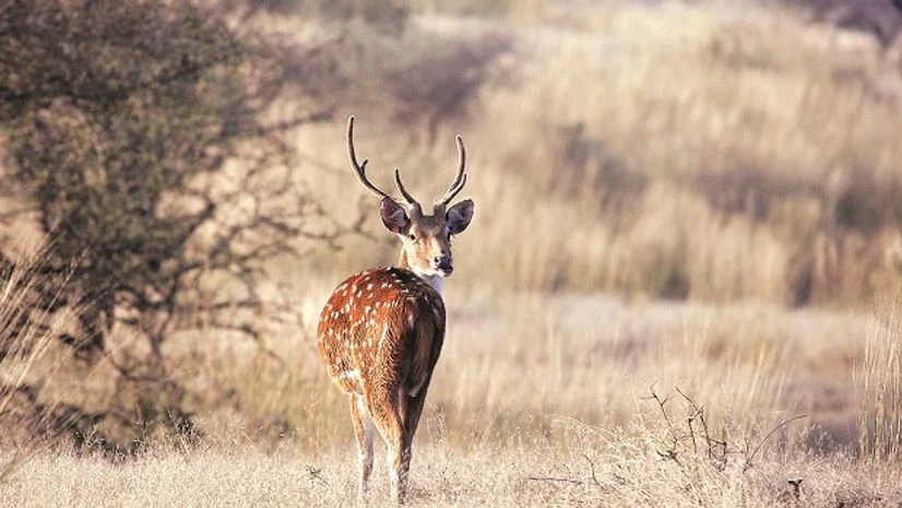 A spotted deer A spotted deer