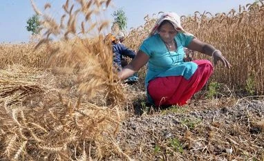 UP farmer loan waiver: Some welcome, some term it eye wash crop, farmers, agriculture, drought,