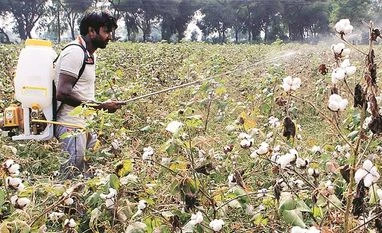 Boost seen for cotton sowing on good realisations, normal monsoon Bt Cotton