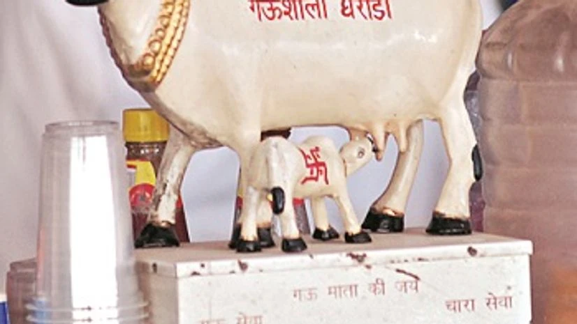 In some ways, cow vigilantism is a sorry reflection of state administrative failures. In other ways, as some locals contend, it is plain bullying In some ways, cow vigilantism is a sorry reflection of state administrative failures. In other ways, as some locals contend, it is plain bullying