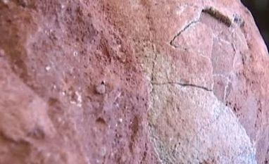 70 million-year-old dinosaur egg fossils discovered in China egg fossils, Dinosaurs