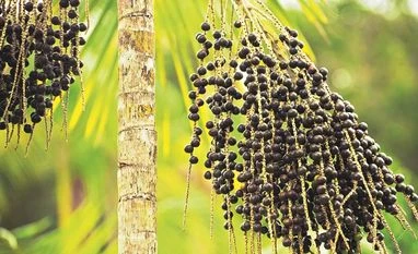 The superfood gold rush açaí