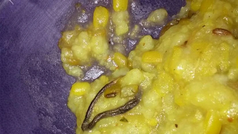 Snake in mid-day meal at Faridabad's govt school; students vomit Snak IN mid-day meal, mid-day meal