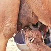 Pvt firm Aadvik beats Amul to launch camel milk powder in India