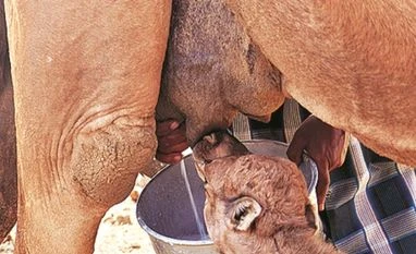 Pvt firm Aadvik beats Amul to launch camel milk powder in India Pvt firm Aadvik beats Amul to launch camel milk powder in India