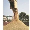 Government may end up buying less than 30 million tonnes of wheat