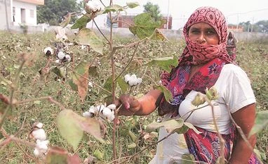 FIRs against 12 Maharashtra farmers for illegally sowing Bt Cotton Bt Cotton