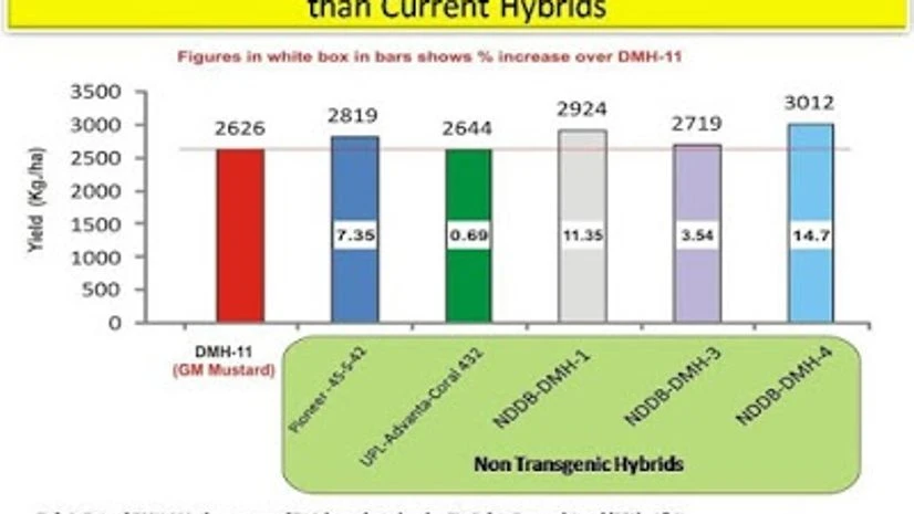 GM Mustard: Making a way for other GM crops? GM Mustard: Making a way for other GM crops?