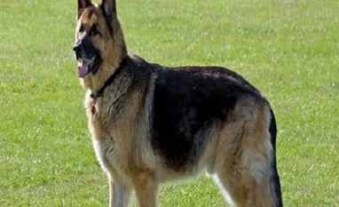 Pakistan's Punjab province sentences death to a dog for biting child Dog