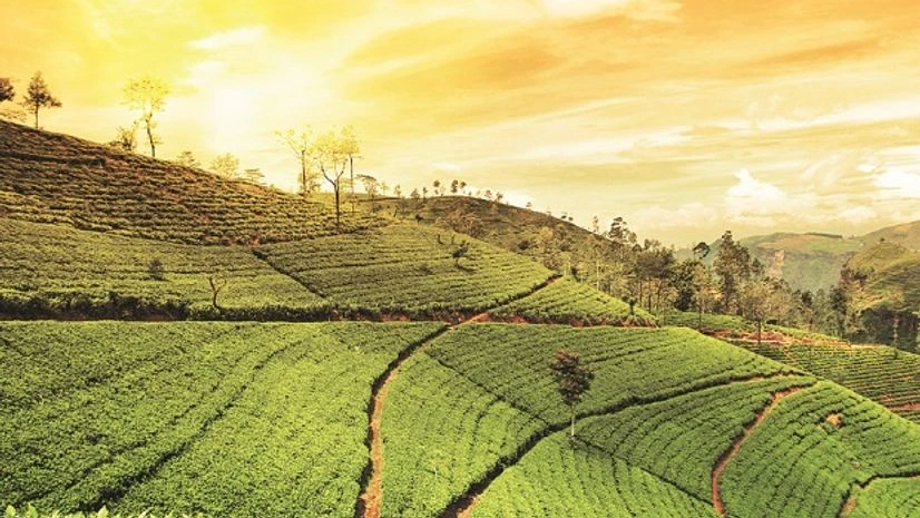 Darjeeling tea Darjeeling tea