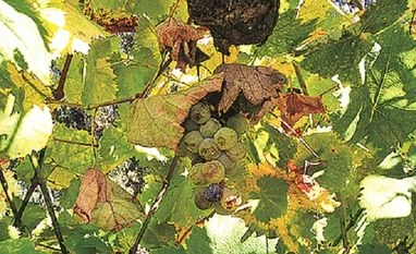 Grapes exports up 21% during Apr-Oct; untimely rains may lead to crop loss A green grape vine