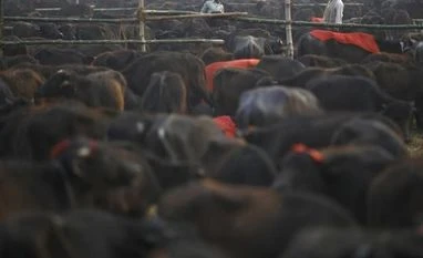 UP's abattoir shutdown: Butchers, farmers, traders hit while big biz gain Photo: Reuters