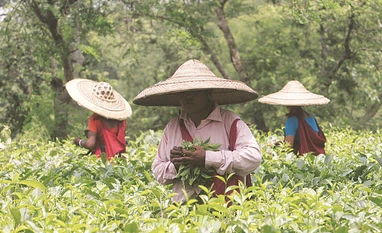 GST regime: Tea Board lifts haze over auction tea industry