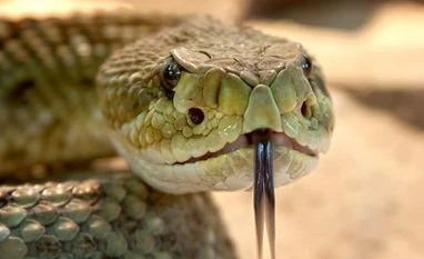 Awareness about snakebite prevention, treatment need to be raised: ICMR Snake, snake venom