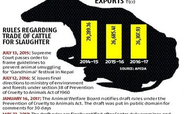 Should buffaloes be kept out of ban? Centre to amend cattle trade rule cattle ban