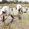 Farmers, Agriculture, sowing