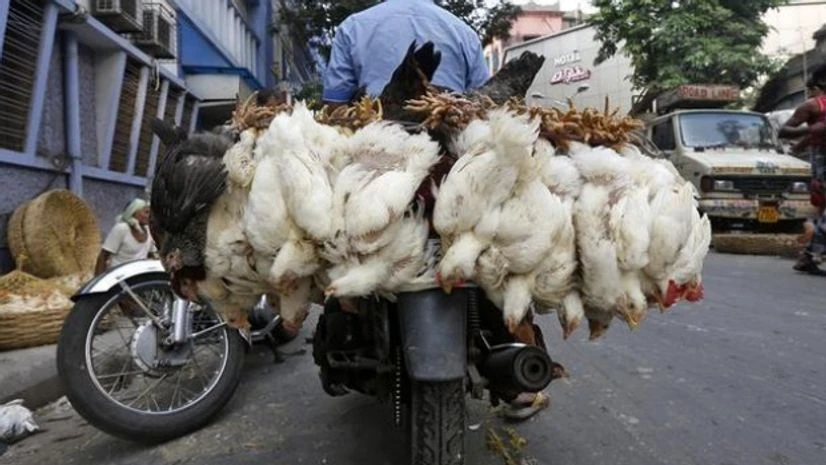 chicken, poultry, hen chicken, poultry, hen