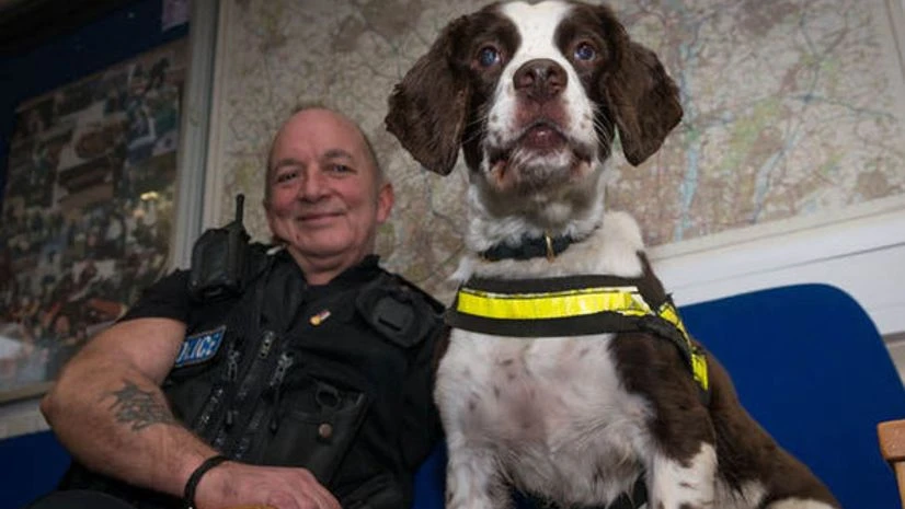 Brewster died aged 13, 91 in dog years. Brewster died aged 13, 91 in dog years.