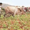Banks account for a fraction of all credit to poor farmers