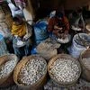 Sharp garlic price drop leaves Mandsaur farmers with a bitter taste