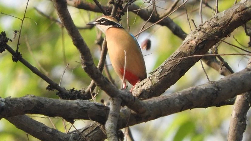 Indian pitta Indian pitta