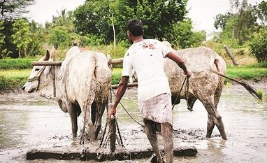 Chhattisgarh farmers: Quiet, but not contented Chhattisgarh farmers: Quiet, but not contented