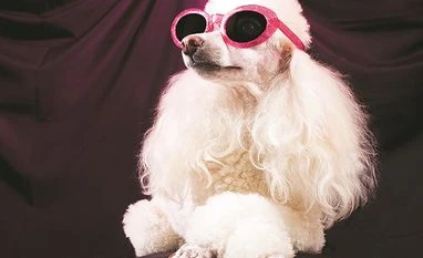 Pet obligations pet, pet animals, dog, pet modelling