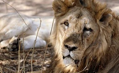 MP seeks Centre's help to get lions from Gujarat after SC order, 5-yr wait Gujarat lions