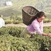 tea, darjeeling, Assam
