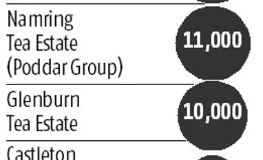 Dejoo garden tea in Assam fetches highest price realisation ever tea prices