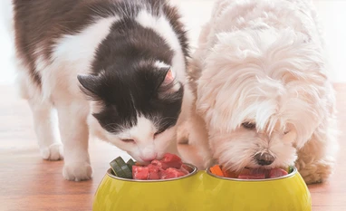 Punjab imposes tax for keeping pets like dog and cat pets