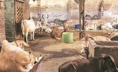 UP CM directs setting up gaushalas, cow protection groups in 7 districts Cows