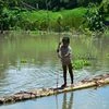 A girl rows a banana raft in a flood affected area in Assam