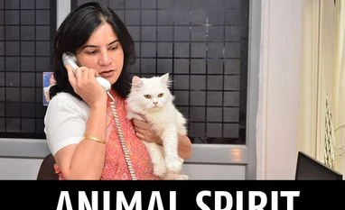 Gauri Maulekhi, the force behind the cattle legislation Gauri Maulekhi with her cat Sassy in her office in Shastri Bhawan in New Delhi. Photo: Sanjay K Sharma