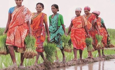 Cow dung, fruit trees and ants: How Assam copes with climate change crop insurance, farmers