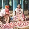 As onion prices soar to two-year high, govt sets curbs on exports