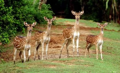 Delhi's Deer Park de-recognised as 'mini zoo', deers to be shifted out Bhitarkanika National Park, deer