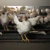 Odisha culls more than thousand chickens after Avian flu outbreak Hypocrisy on chewing animals: Why aren't we outraged about eating chickens
