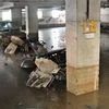 Rain subsides, battered Bengaluru gradually limps back to normal