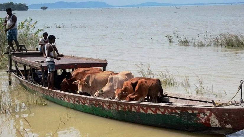 Villagers along with their cattle commute by a boat at a flood-hit village in Morigaon district of Assam. Photo: PTI Villagers along with their cattle commute by a boat at a flood-hit village in Morigaon district of Assam. Photo: PTI