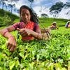 Tea production may fall 13% this fiscal due to labour shortages: Report