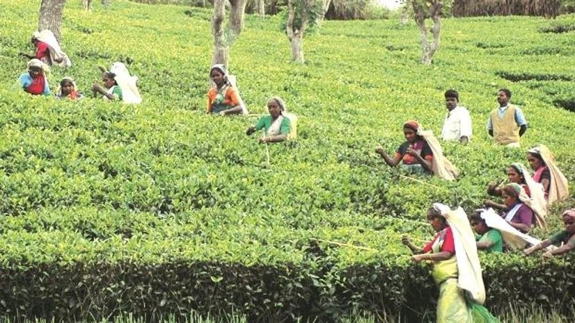 Darjeeling tea Darjeeling tea